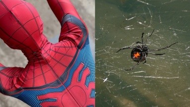 Niño boliviano se dejó picar por una araña viuda negra para convertirse en Spider-Man