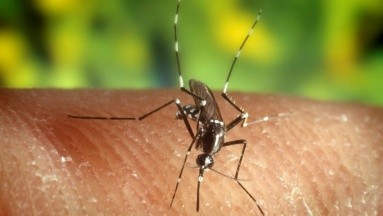 Alerta sanitaria en Francia: Virus del Nilo Occidental se propaga en el país