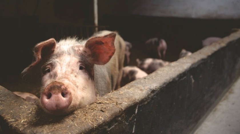 Los virus de la gripe pueden transmitirse de los cerdos a las personas a través de gotitas en el aire cuando los animales tosen, estornudan o respiran.(Matthias Zomer/PEXELS)