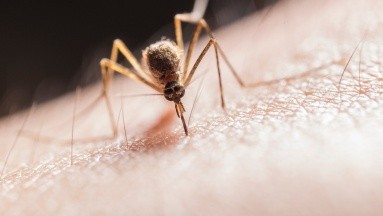 Dengue: Nicaragua reporta más de 3 mil casos sospechosos y 158 casos confirmados en una semana