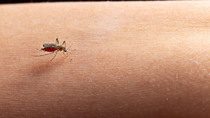 La OMS advirtió por la epidemia de dengue en Bangladesh.(Foto por jcomp en Freepik)