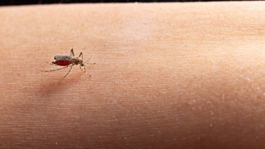 Dengue: Dos niños fallecen a causa del virus en Guyana