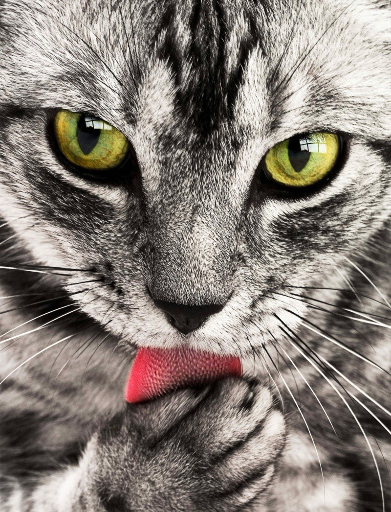 El gato tiene un instinto cazador y lo hace más durante la noche. Foto de Pixabay en Pexels.  