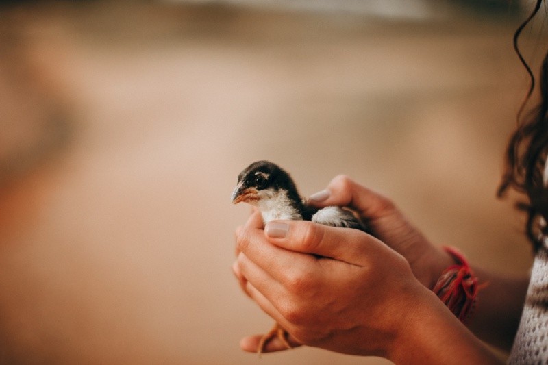 La gripe aviar inicialmente se transmite en aves, pero ha llegado a contagiar a humanos y hasta felinos.Foto de Helena Lopes en Pexels.  