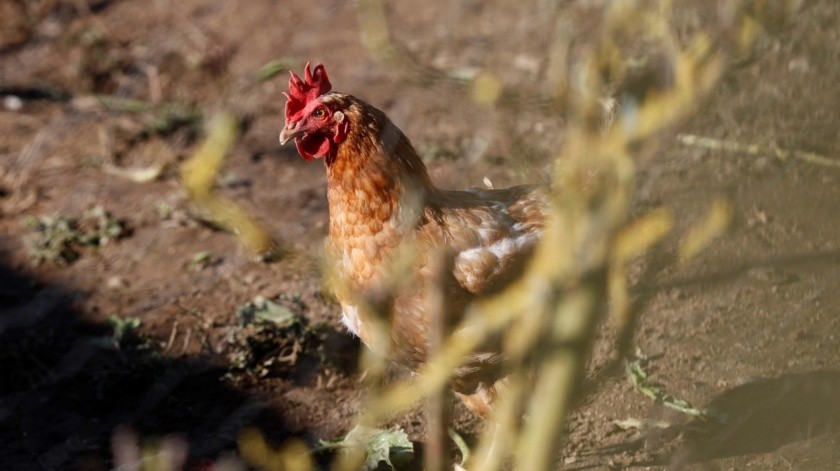 La gripe aviar mantiene en alerta a las autoridades en todo el mundo y la OMS es una de ellas.(EFE.)