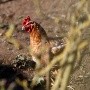 Gripe aviar: Argentina está libre del virus; han pasado 162 días después del primer caso