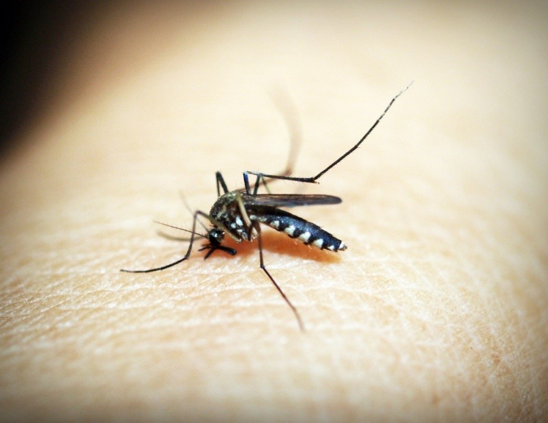 La malaria es una enfermedad causada por un parásito. El parásito se trasmite a los humanos a través de la picadura de mosquitos infectados. foto:icon0.com/pexels
