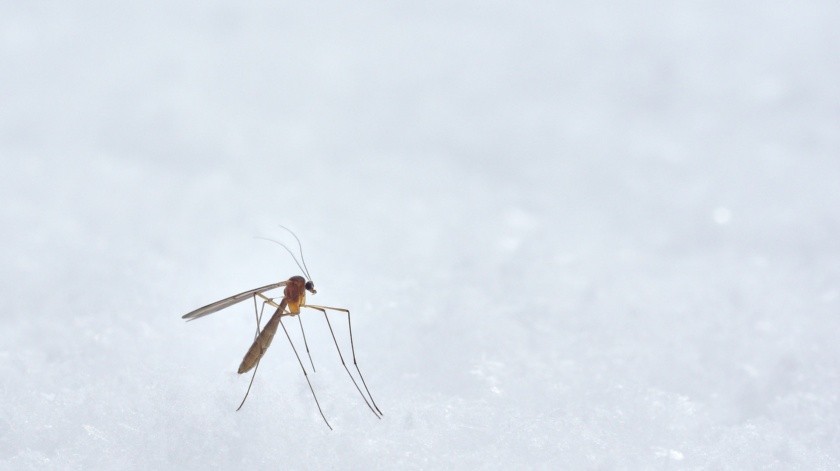 El Ministerio de Salud Pública de República Dominicana está alerta después de registrar dos casos de malaria en lo que va del mes(Wolfgang Hasselmann/PEXELS)
