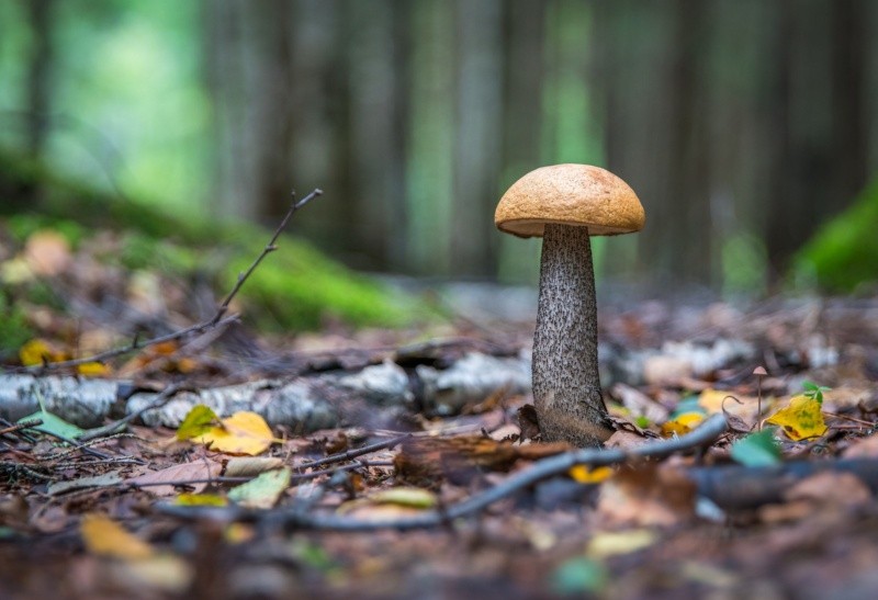 Algunos hongos pueden ser peligrosos a tal punto de cobrar la vida de personas. Foto de Egor Kamelev en Pexels.  
