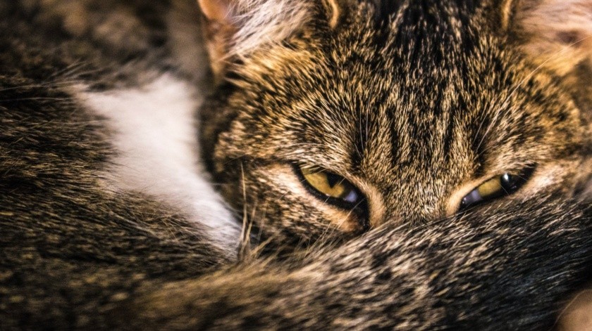 Este incidente pone de manifiesto la amenaza latente de las infecciones zoonóticas transmitidas por gatos callejeros(Valeria Fernández/pexels)