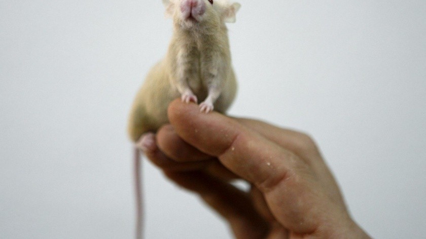 Investigadores de la Universidad de Yale desarrollaron un hígado humanizado en ratones.(Foto: EFE)