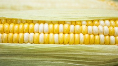 Descubre los múltiples beneficios para la salud del maravilloso maíz