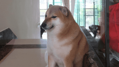 ¿De qué murió ‘Cheems’ el perrito más famoso de los memes?