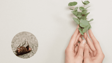 Plantas repelentes: Cómo utilizar la naturaleza para ahuyentar a las cucarachas