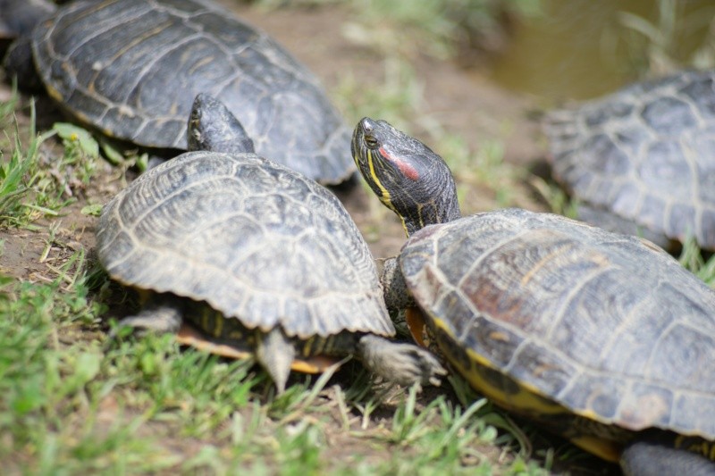 Cuando las personas tocan a las tortugas, los gérmenes pueden contaminar a las manos o la ropa. FOTO: Ivan Rebic