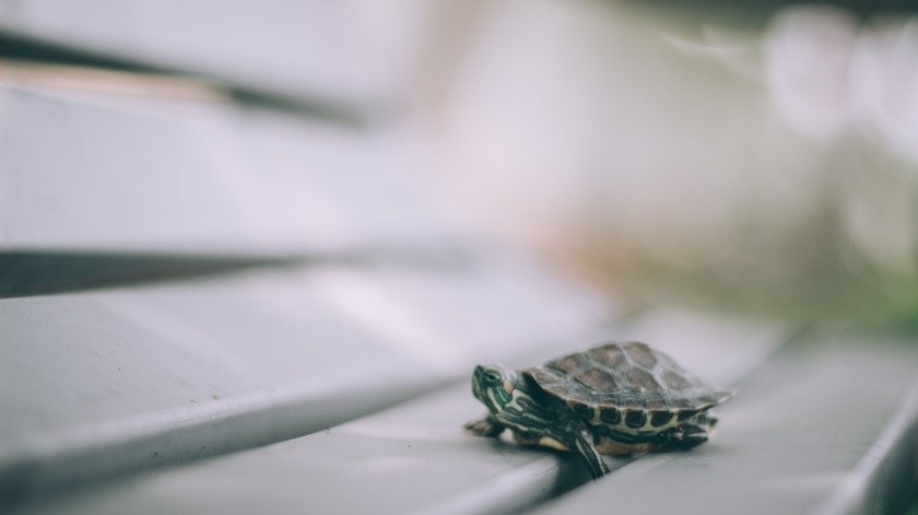 Las pequeñas tortugas pueden parecer inofensivas, pero las tortugas pueden enfermar a las personas.(Arun Thomas/PEXELS)
