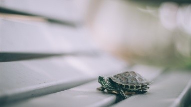 Se registra brote de salmonella originado por el contacto con tortugas pequeñas en EU