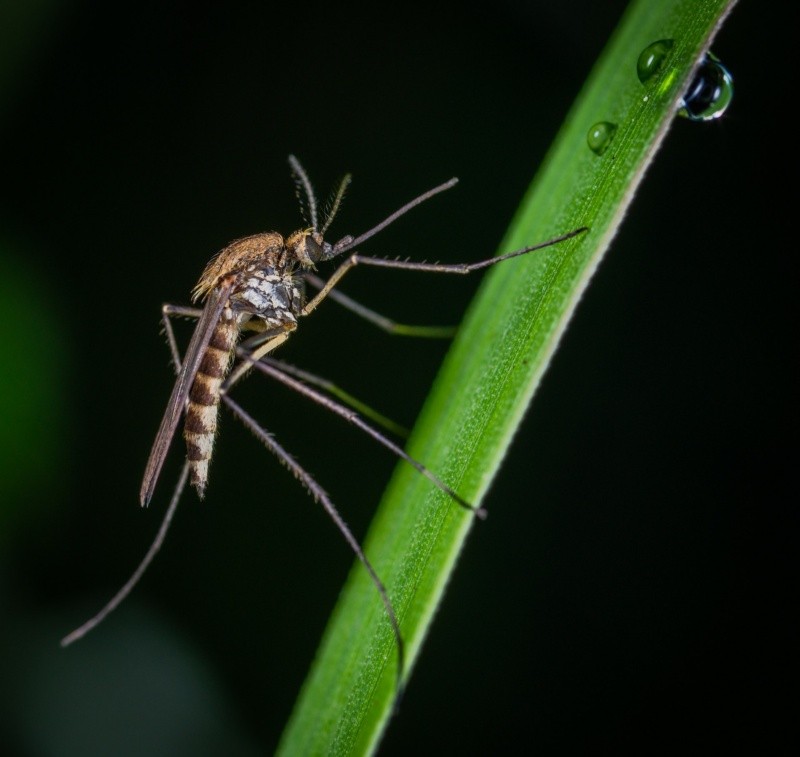 El representante de la UNICEF destacó la urgente necesidad de que las comunidades impidan la reproducción de mosquitos FOTO:Egor Kamelev/UNSPLASH