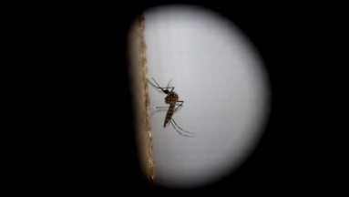 Emergencia sanitaria en Guatemala por alta propagación de dengue