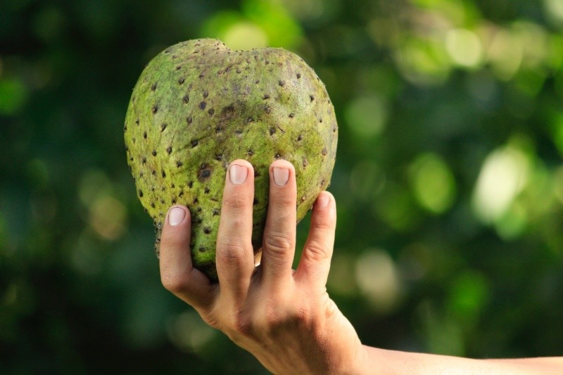 Popularmente, a la guanábana, se le llama “delicioso milagro tropical” gracias a su sabor único y sus propiedades nutricionales favorables para la salud. FOTO:Ornán Rodríguez Velázquez/PEXELS