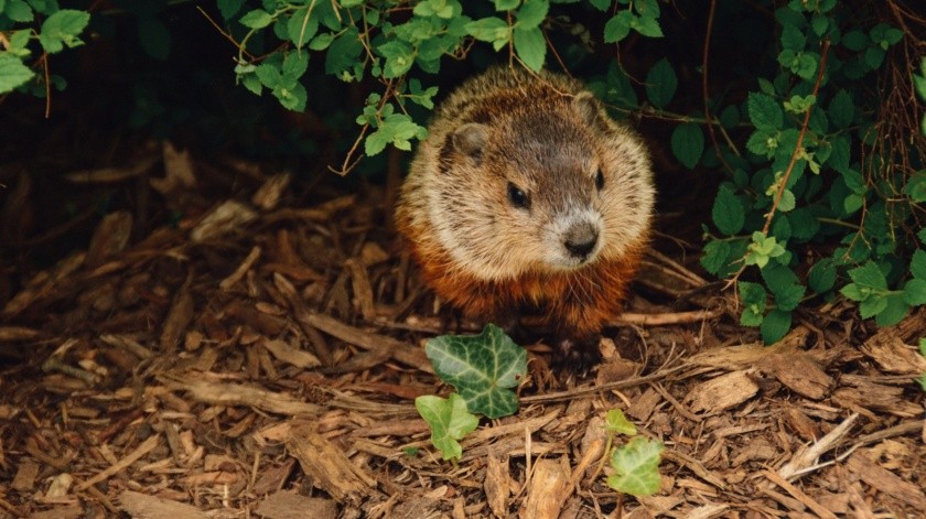 Las marmotas son grandes ardillas terrestres, las cuales se han relacionado con brotes de pestes en la región.(Abigail Lynn/UNPLASH)
