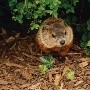 Adolescente muere por peste bubónica en Mongolia tras consumir carne de marmota