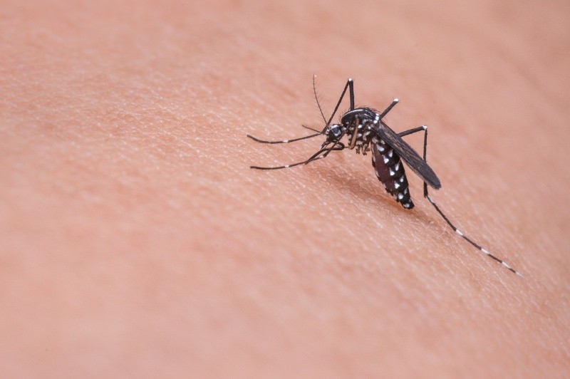 La incidencia del dengue tiende a aumentar durante los meses de verano. FOTO:MIKADAGO/PIXABAY
