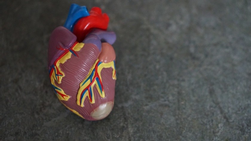 El corazón, un órgano vital, puede ser vulnerable ante la Covid-19(Robina Weermeijer/UNSPLASH)