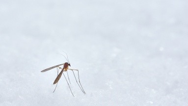 Muere niño de 9 años de dengue tras un brote de casos en Bahamas