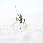 Se espera una reducción del dengue en la República Dominicana en las próximas cuatro semanas