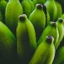 Descubre los beneficios de consumir plátanos poco maduros