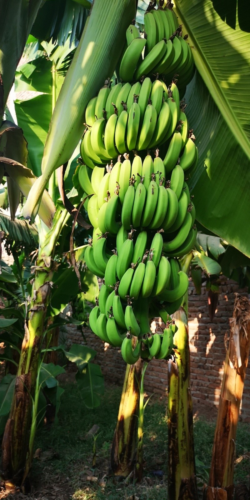 Los plátanos verdes, a pesar de no ser tan suaves y dulces, pueden tener beneficios para la salud. FOTO:Volodymyr Bihdash/PEXELS 