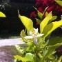 Infusión natural de flor de azahar: Un remedio relajante para la gripe