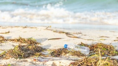 Playas en México con altos niveles de bacterias según Cofepris