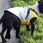 Operan con éxito a una perra de 6 patas abandonada en Reino Unido