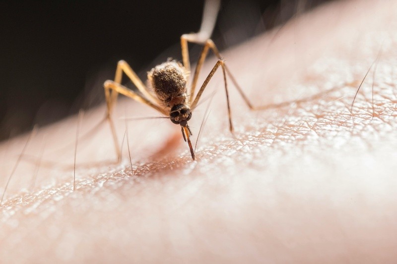  Científicos han sugerido que el dengue podría causar síntomas extraños. FOTO: pexels