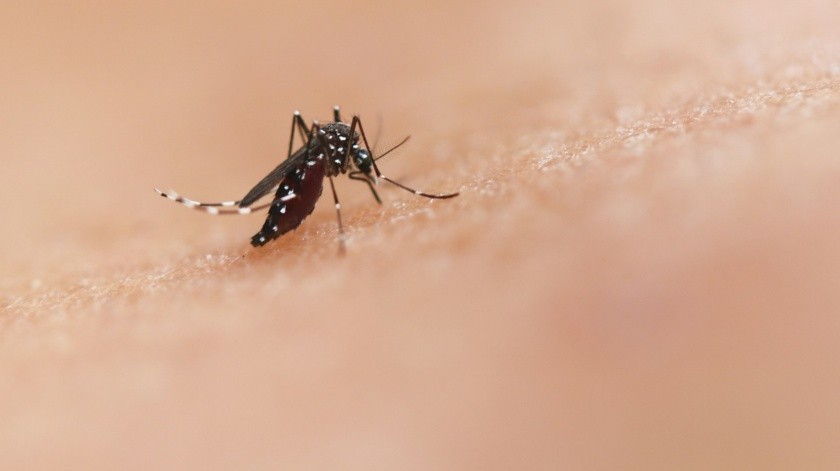 Enfermedad causada por el parásito Plasmodium, transmitida por la picadura de mosquitos infectados(pexels)