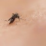 Confirman primer caso de malaria en Coahuila