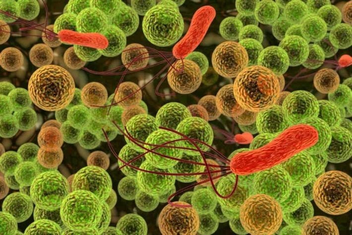  Los microbios intestinales son sanos. Archivo GH. 