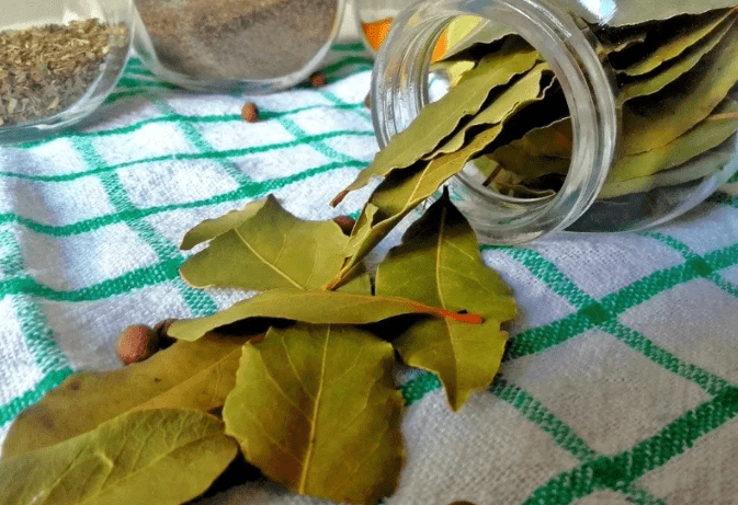  El laurel es una planta aromática que se usa en la cocina mexicana, pero también se puede aprovechar de otras formas. Foto: Archivo