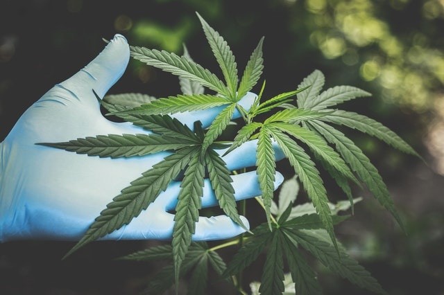  Perú aprobó un nuevo reglamento sobre el uso del cannabis medicinal y terapéutico. Foto: Archivo