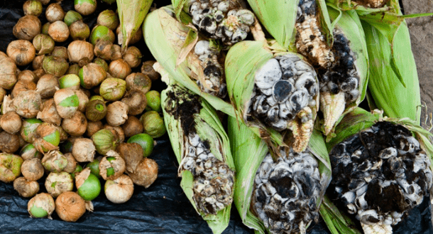 El huitlacoche o cuitlacoche, que solía ser un alimento de los menos privilegiados, es ahora considerada una exquisitez . Foto: Secretaría de Salud de México 