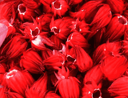 Una flor roja brillante es rica en vitamina C, antioxidantes y ácido alfa hidroxi.FOTO/Gobierno de México